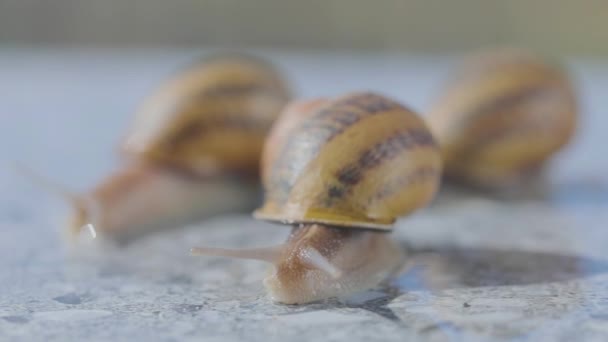 Zbliżenie trzech ślimaków pełzających po płaskiej powierzchni. Trzy ślimaki się zamykają. Helix Aspersa Maxima na płaskiej powierzchni zbliżenie — Wideo stockowe