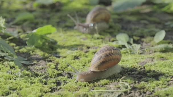 Slakken in het gras. Slakken kweken. Slak in de tuin. Slak in natuurlijke habitat. Slakkenboerderij. — Stockvideo