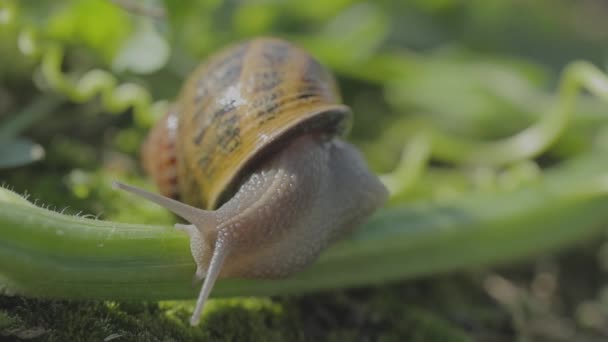 Caracol en su entorno natural. Caracoles arrastrándose por el jardín. Caracol primer plano sobre un fondo verde. — Vídeos de Stock