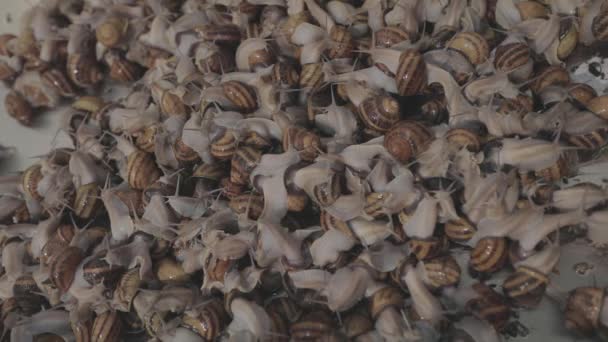 蜗牛的生长过程。农场里有许多蜗牛.农场里的蜗牛特写镜头。蜗牛养殖场. — 图库视频影像