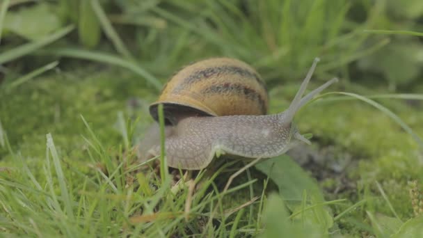 Een slak kruipt in het gras van dichtbij. Slak in het gras. Helix Aspersa slak in het gras close-up. Mooie slak in het gras close-up — Stockvideo