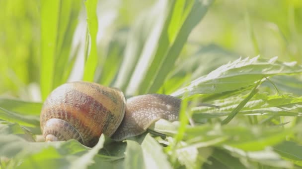 Mooie slak in het gras close-up. Een slak kruipt in het gras van dichtbij. Slak in het gras. Helix Aspersa slak in het gras close-up. — Stockvideo