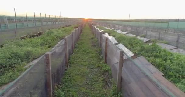 Αεροφωτογραφία φάρμας σαλιγκαριών. Πάνω όψη φάρμας σαλιγκαριών. Πετάξτε πάνω από μια φάρμα σαλιγκαριών — Αρχείο Βίντεο