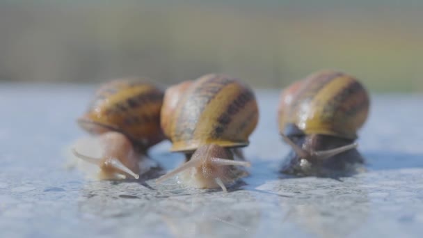 三只蜗牛关门了。三只蜗牛在平坦的表面爬行的特写。扁平表面上的螺旋Aspersa Maxima — 图库视频影像