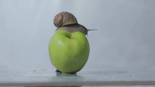 Un caracol se arrastra sobre una manzana. Caracol en una manzana verde. Caracol en un primer plano de manzana. — Vídeos de Stock