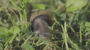 Bahçedeki salyangoz. Doğal ortamında salyangoz. Salyangoz çiftliği. Çimlerde salyangozlar. Büyüyen salyangozlar