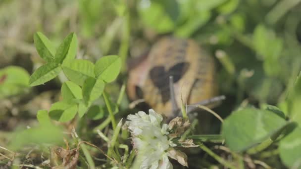 Lumache nell'erba. Lumache in crescita. Lumaca in giardino. Lumaca in habitat naturale. Coltivazione di lumache. — Video Stock