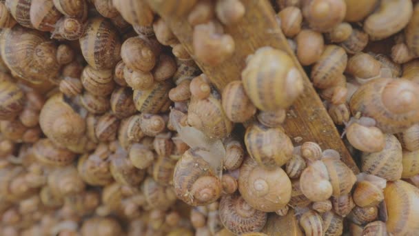 Farma ślimaków. Proces hodowania ślimaków. Na farmie jest wiele ślimaków. Ślimaki na farmie zbliżenie — Wideo stockowe