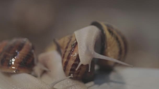 Växande Helix Aspersa Maxima. Snigel närbild. Snigelodling. — Stockvideo