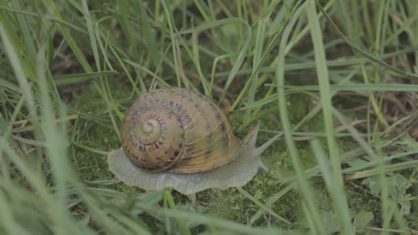 Caracol de perto. Caracóis na grama verde close-up. Fazenda de caracol. Helix Aspersa Maxima in vivo — Vídeo de Stock