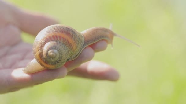 Una lumaca su una mano primo piano. Una lumaca sulla mano di un uomo. Lumaca strisciare sulla mano — Video Stock