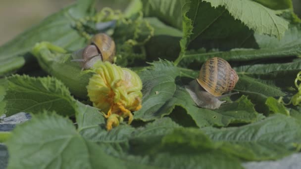 Slak op een beenmerg close-up. Slak in de tuin. Slak in natuurlijke habitat. Slakkenboerderij. — Stockvideo