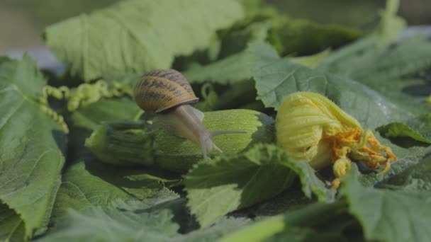 Ślimak na zbliżeniu szpiku warzywnego. Ślimak w ogrodzie. Ślimak w naturalnym środowisku. Farma ślimaków. — Wideo stockowe