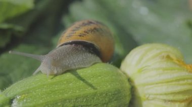 Yakından salyangoz. Yeşil çimlerin üzerinde salyangozlar, yakından. Salyangoz çiftliği. Helix Aspersa Maxima in vivo