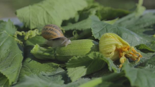 カタツムリ農場。野菜の骨髄のクローズアップにカタツムリ。庭でカタツムリ。自然の生息地でカタツムリ — ストック動画