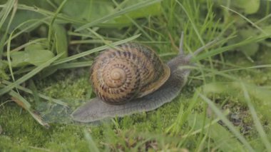 Helix Aspersa salyangozu çimlerin üzerinde. Çimenlerde çok güzel bir salyangoz var. Çimlerde salyangoz.