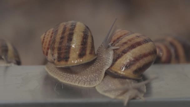 Industrial cultivation of snails. Breeding snails. Many snails close-up on the farm — Stock Video