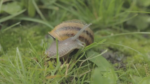 잔디에 못 박아. 달팽이는 풀을 클로즈업하여 기어다닌다. Helix Aspersa 달팽이가 풀을 클로즈업하고 있습니다. 풀을 클로즈업 한 아름다운 달팽이 — 비디오