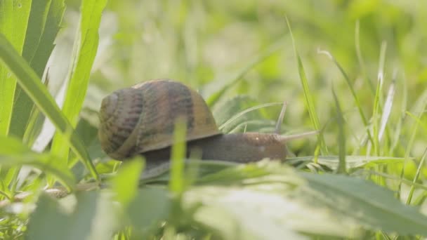 En snigel på en hand närbild. En snigel på en mans hand. Snigel kryper på handen — Stockvideo