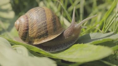 Bir salyangoz çimlerin üzerinde sürünüyor. Çimlerde salyangoz. Helix Aspersa salyangozu çimlerin üzerinde. Çimenlerde güzel bir salyangoz