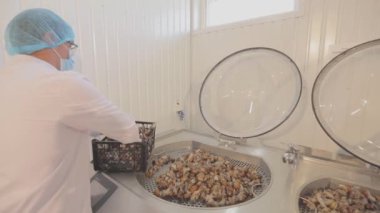Salyangoz çiftliğindeki salyangozlardan sümük çıkarmak. Salyangoz çiftliğindeki laboratuarda. Salyangoz çiftliğinde sümük özü.