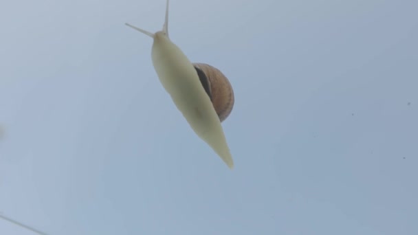 Escargots rampant sur du verre contre un ciel bleu. Escargots sur verre gros plan. Escargots sur verre transparent. — Video