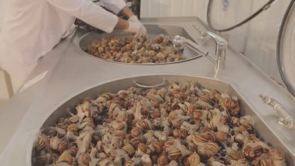 La méthode moderne d'extraction de mucine par les escargots. Escargots en cosmétologie. Extraction de mucine des escargots. — Video