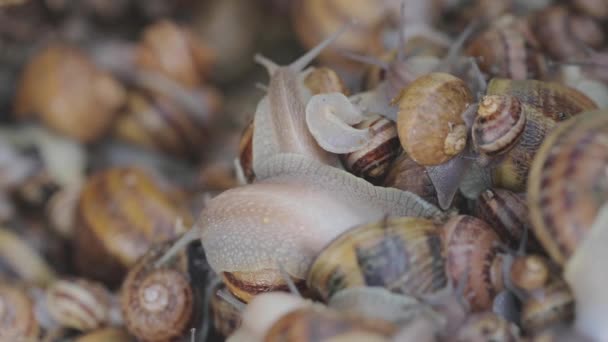 Průmyslové zemědělství hlemýžďů na potraviny. Šneci zblízka. Šneci na farmě zblízka. — Stock video