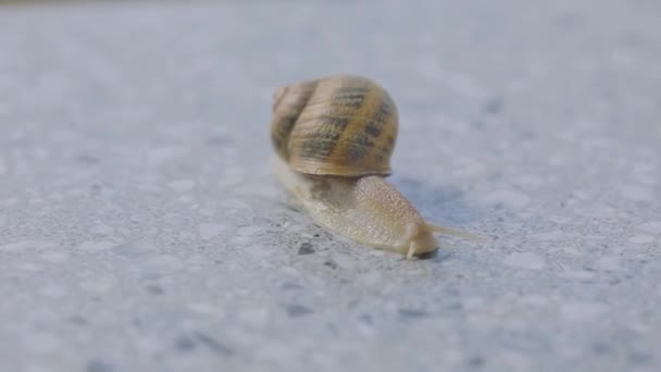 Slak close-up. Slak close-up op een grijze achtergrond. Helix Aspersa close up — Stockvideo