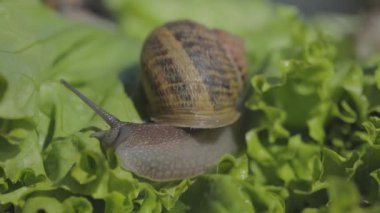 Yakından salyangoz. Yeşil çimlerin üzerinde salyangozlar, yakından. Salyangoz çiftliği. Helix Aspersa Maxima in vivo
