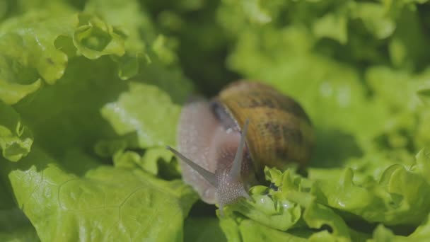 Helix Aspersa Maxima 는 잔디에 가까이 있다. Helix Aspersa Muller 는 풀밭의 초록 배경에 있습니다. 달팽이를 키우고 있습니다. 달팽이 농장 — 비디오