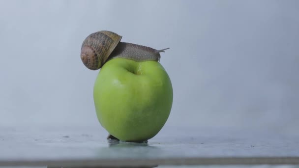 Un caracol se arrastra sobre una manzana. Caracol en una manzana verde. Caracol en un primer plano de manzana. — Vídeos de Stock