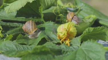Salyangoz çiftliği. Sebze iliğine yakın plan salyangoz. Bahçedeki salyangoz. Doğal ortamında salyangoz