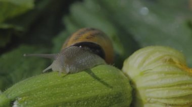 Helix Aspersa Maxima yakın çekim. Helix Aspersa Muller doğal ortamında. Salyangoz çiftliği. Güzel salyangoz.