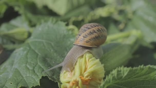 Snigel på en grönsaksmärg närbild. Snigel i trädgården. Snigel i naturlig miljö. Snigelodling. — Stockvideo