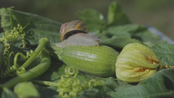 Snigel i naturlig miljö. Snigelodling. Snigel på en grönsaksmärg närbild. Snigel i trädgården. — Stockvideo