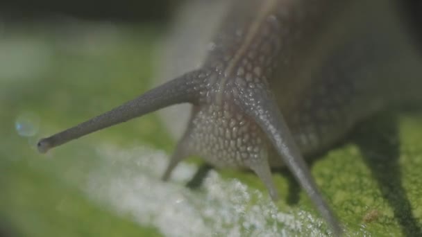 Slak close-up op een groene achtergrond. Slak in zijn natuurlijke omgeving. Slakken kruipen door de tuin — Stockvideo