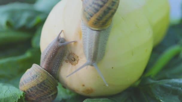 Farma ślimaków. Ślimak na zbliżeniu szpiku warzywnego. Ślimak w ogrodzie. Ślimak w środowisku naturalnym — Wideo stockowe