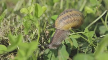 Bahçedeki salyangoz. Doğal ortamında salyangoz. Salyangoz çiftliği. Çimlerde salyangozlar. Büyüyen salyangozlar