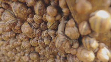 Salyangoz yetiştirme süreci. Çiftlikte bir sürü salyangoz var. Çiftlikteki salyangozlar. Salyangoz çiftliği.