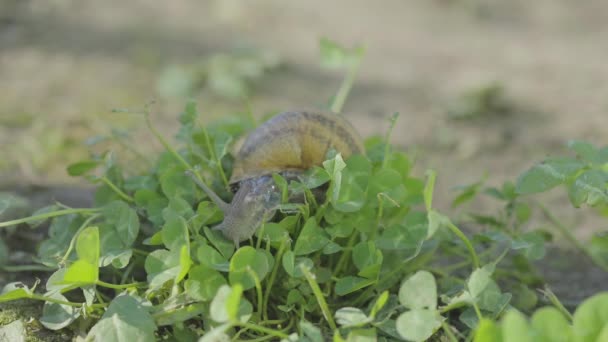 Slakken in het gras. Slakken kweken. Slak in de tuin. Slak in natuurlijke habitat. Slakkenboerderij. — Stockvideo