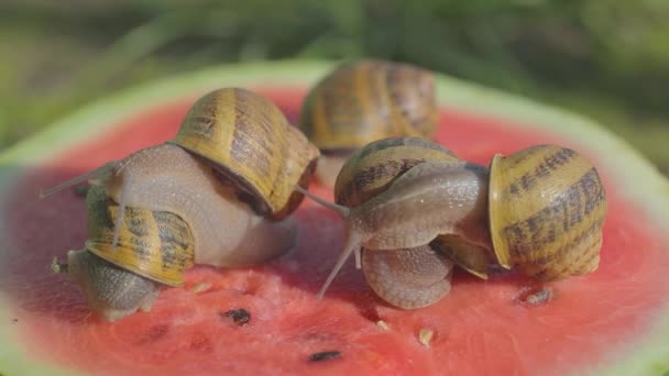 Slakken eten watermeloen. Slakken kruipen op een watermeloen. Slak op een watermeloen close-upSlak op een watermeloen. — Stockvideo