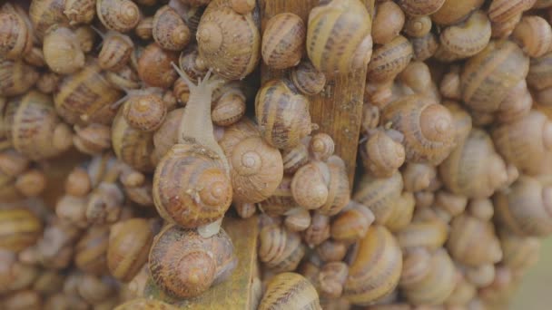 Proces růstu hlemýžďů. Na farmě je plno šneků. Šneci na farmě zblízka. Šnečí farma. — Stock video