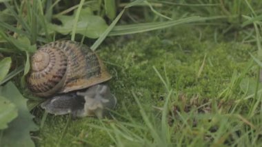 Çimlerde salyangoz. Helix Aspersa salyangozu çimlerin üzerinde. Çimenlerde güzel bir salyangoz