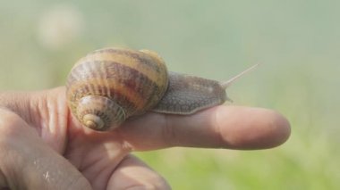 Erkeklerin elindeki bir salyangoz. Elinde sürünen bir salyangoz. Yakından bir salyangoz..