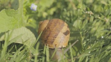 Bahçedeki salyangoz. Salyangoz yakın plan. Salyangoz çiftliği. Çimlerde salyangozlar. Büyüyen salyangozlar.