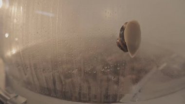 Salyangozlardan sümük özü. Sümüğün modern salyangoz çıkarma yöntemi. Kozmetolojide salyangozlar