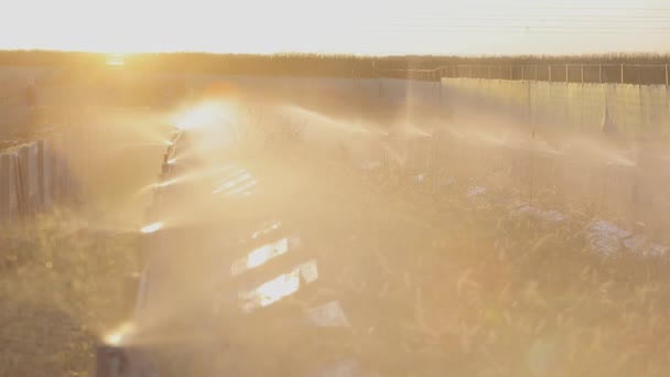 Bewässerung auf einer Schneckenfarm. Bewässerung von Schnecken mit Wasser auf dem Hof. Schaffung eines Mikroklimas für Schnecken — Stockvideo