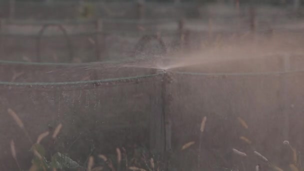Die Arbeit des Bewässerungssystems auf dem Hof. Bewässerungsverfahren auf einer Schneckenfarm. Bewässerungssystem — Stockvideo