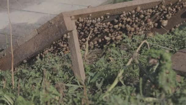 カタツムリ農場。カタツムリを育てるプロセス。カタツムリの成長。農場で成長しているカタツムリ — ストック動画
